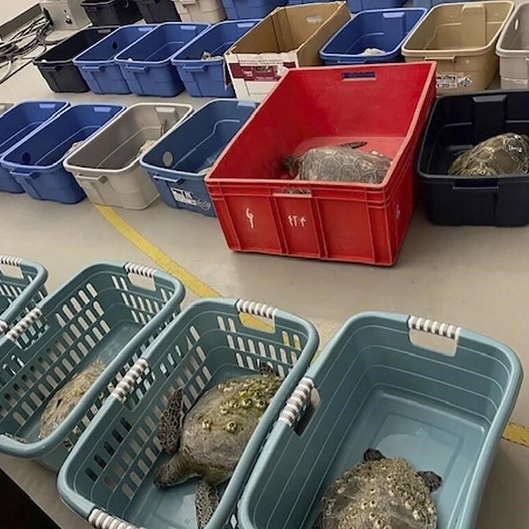 Scores of North Carolina sea turtles have died after being stunned by frigid temperatures